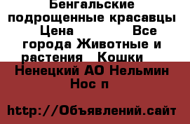 Бенгальские подрощенные красавцы. › Цена ­ 20 000 - Все города Животные и растения » Кошки   . Ненецкий АО,Нельмин Нос п.